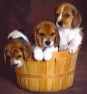 1 basket 3 puppies