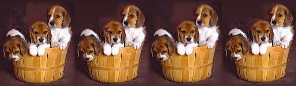 4 baskets 3 puppies
